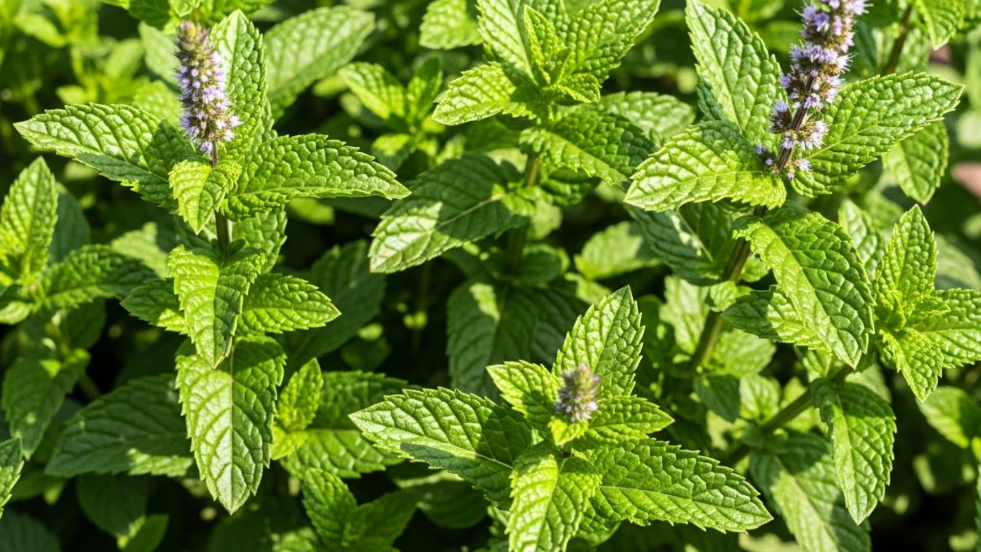 El consumo de hierbabuena aporta fibra, vitamina A, hierro, magnesio y folatos, nutrientes esenciales para la salud. - (Imagen Ilustrativa Infobae)