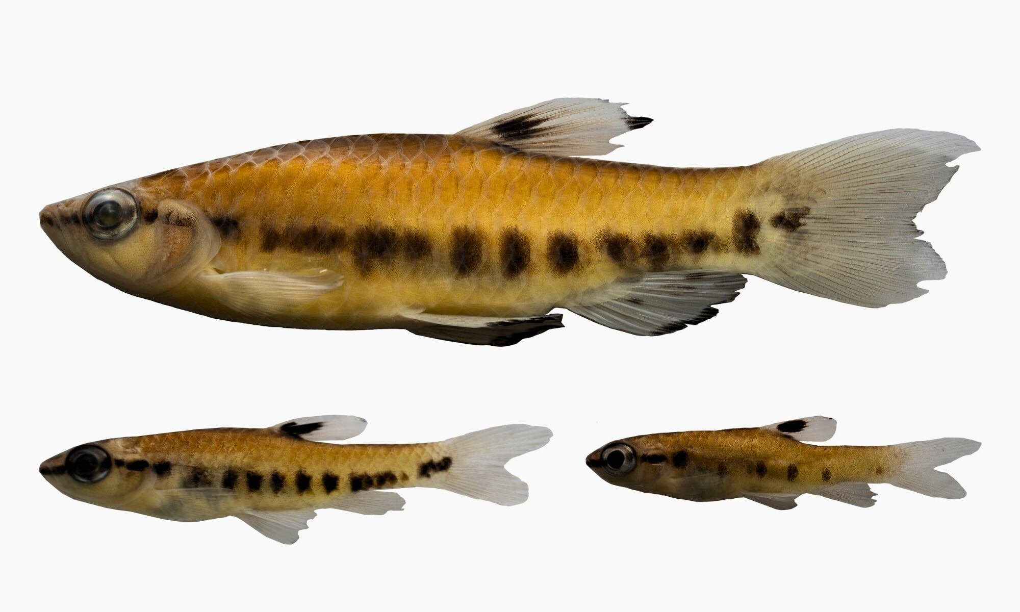 Un equipo internacional de investigadores ha confirmado la existencia de Pyrrhulina punctata, una nueva especie de pez en el río Tigre de la cuenca del Marañón, Loreto. (Foto: Instituto de Investigaciones de la Amazonía Peruana )