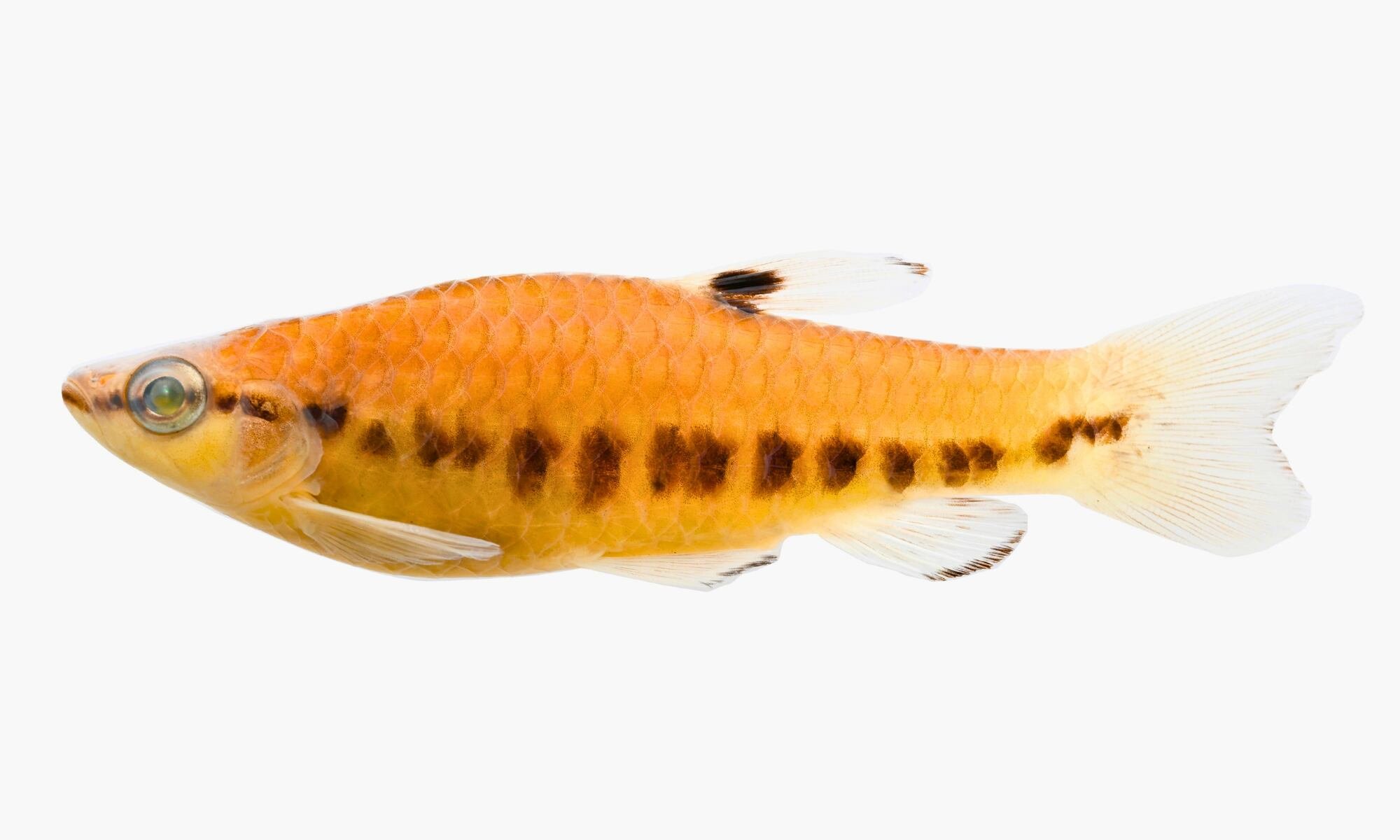 La recién identificada Pyrrhulina punctata, una nueva especie de pez encontrada en el río Tigre de la cuenca del Marañón, Loreto, Perú, es un hallazgo significativo para la biodiversidad amazónica. (Foto: Instituto de Investigaciones de la Amazonía Peruana )