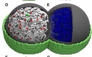 El modelo computacional permite visualizar cada molécula, componente y proceso celular de la JCVI-Syn3A en espacio y tiempo (Cell DOI: 10.1016/j.cell.2026.02.009 )