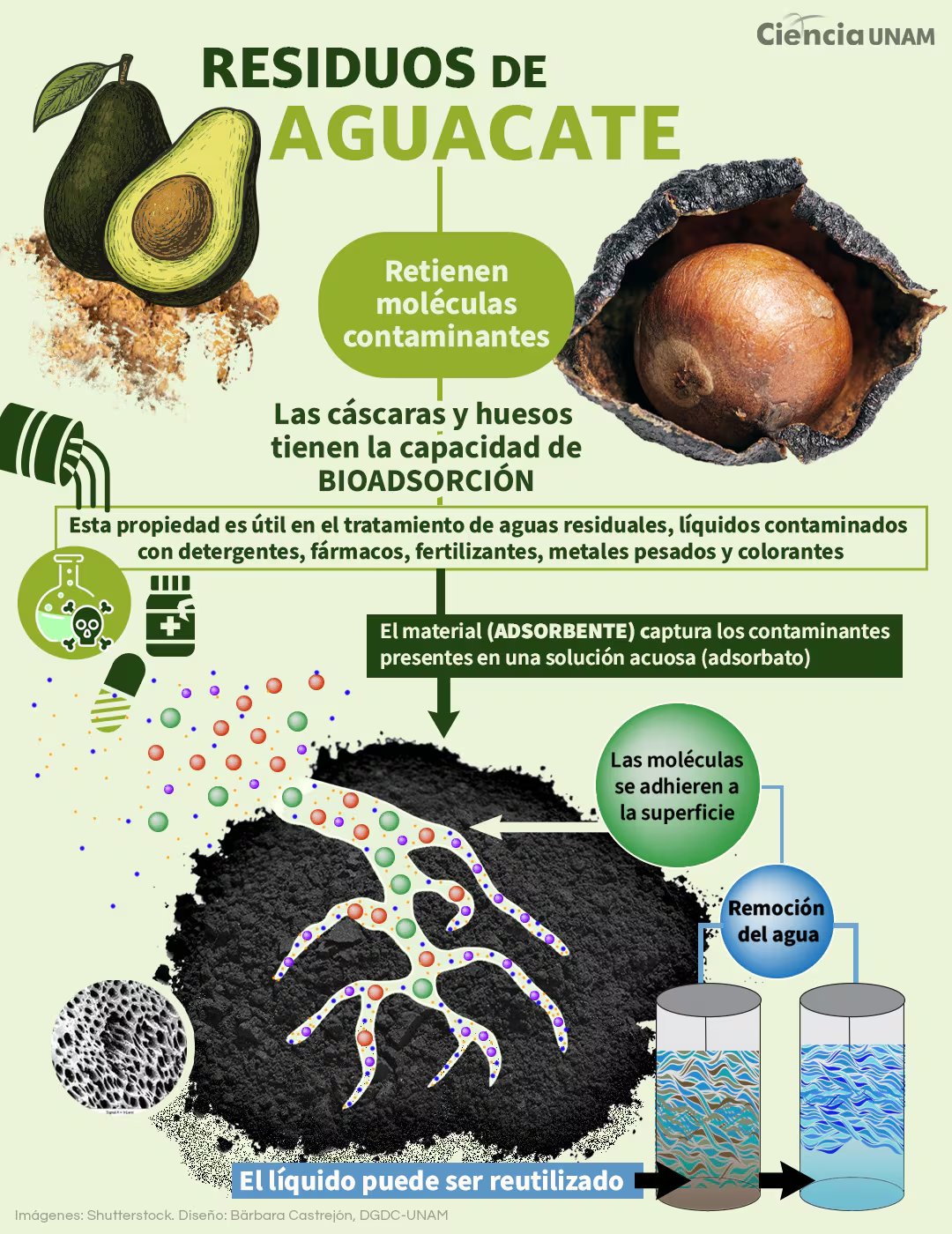 El proyecto de la UNAM convierte cáscaras y huesos de aguacate en biomateriales que mejoran la calidad del agua. | (Crédito: Dirección General de Divulgación de la Ciencia, DGDC)
