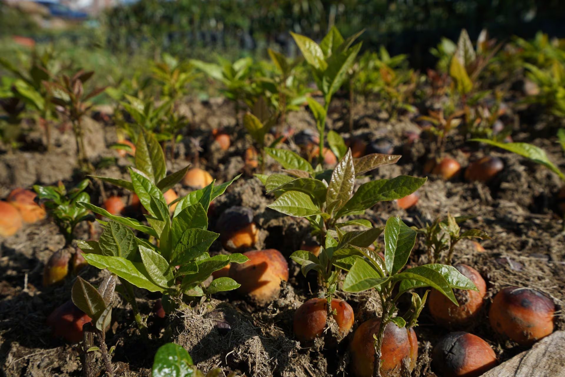 El aguacate representa el eje económico local, pero entre 5 y 7 mil toneladas al año se convierten en residuos en Michoacán.|
FOTO: JUAN JOSÉ ESTRADA SERAFÍN/CUARTOSCURO.COM