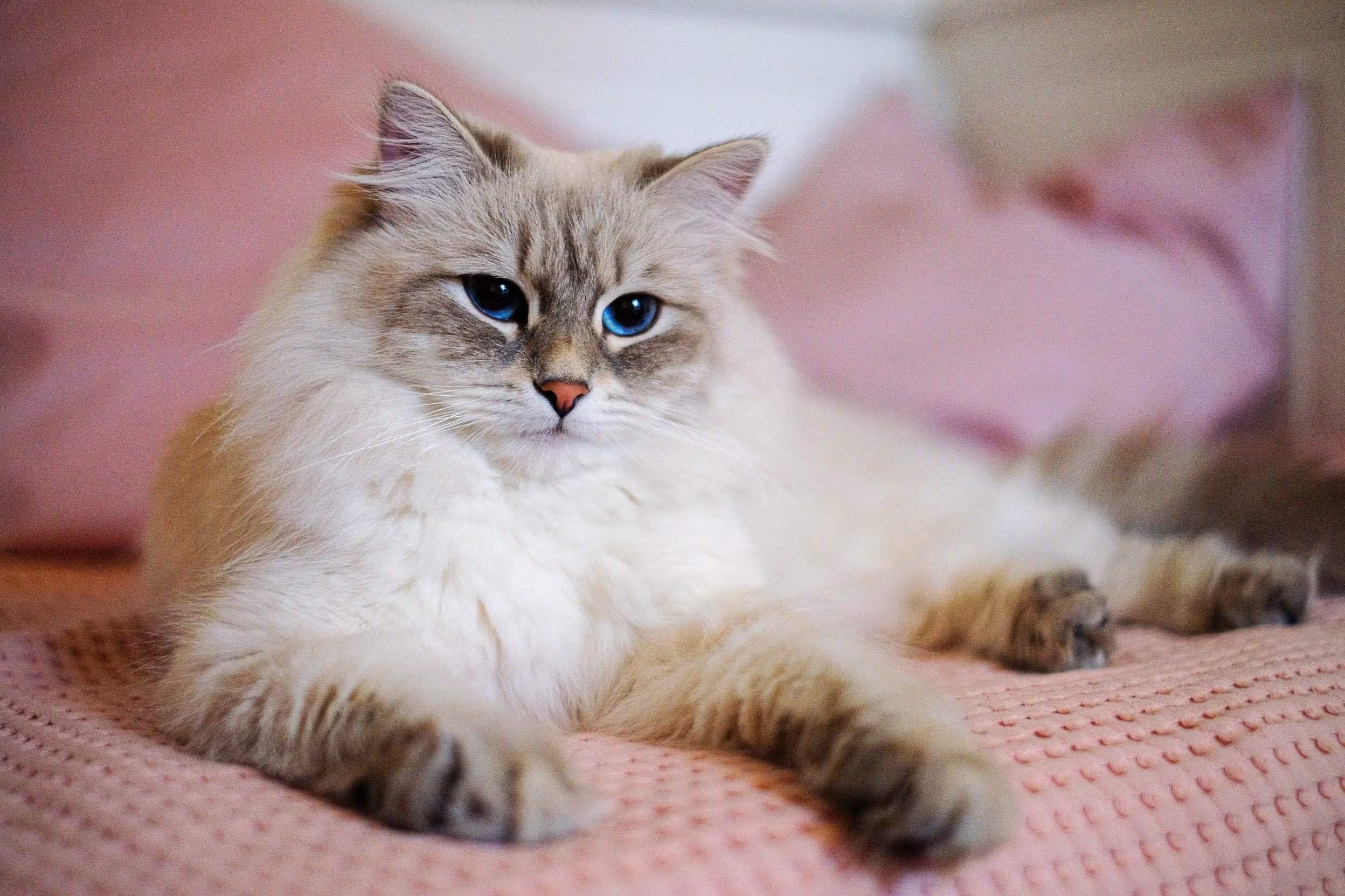 El Neva Masquerade, una variedad del gato Siberiano. (WikiCommons/Apinanaivot)