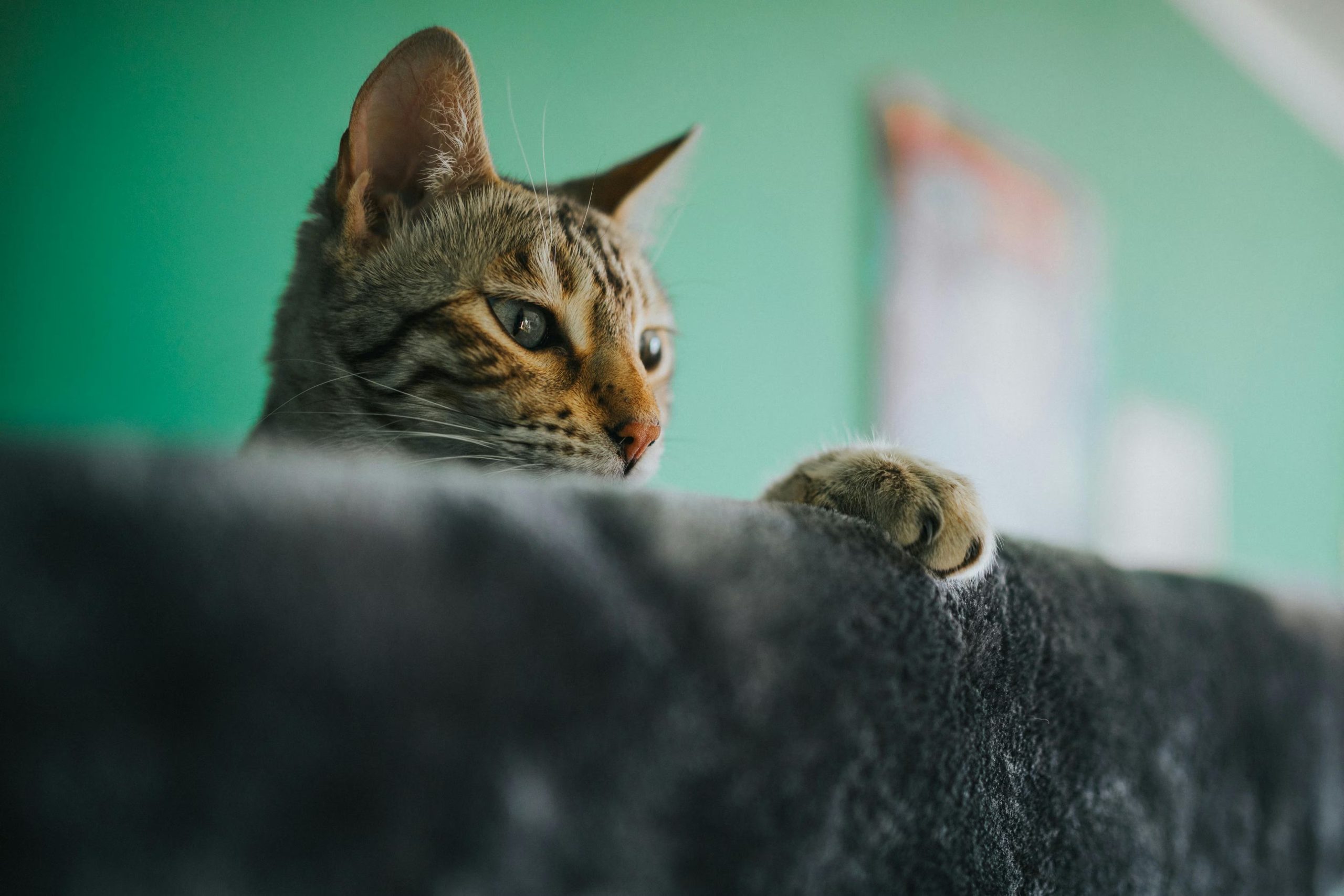 Un gato escondido. (Pexels)