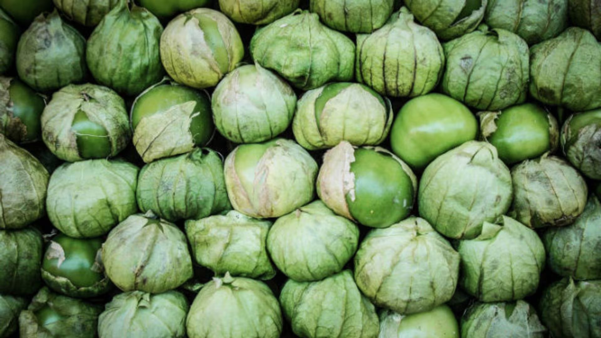 El consumo frecuente de tomate verde aporta vitaminas y minerales que favorecen el buen funcionamiento del organismo y la salud general. - (Secretaría de Agricultura y Desarrollo Rural)