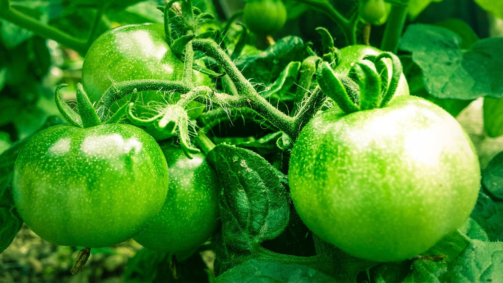 El tomate verde destaca por su aporte de fibra dietética, niacina, potasio, manganeso, fósforo, cobre e hierro, fundamentales para procesos esenciales del cuerpo. - (Vera Kratochvil)
