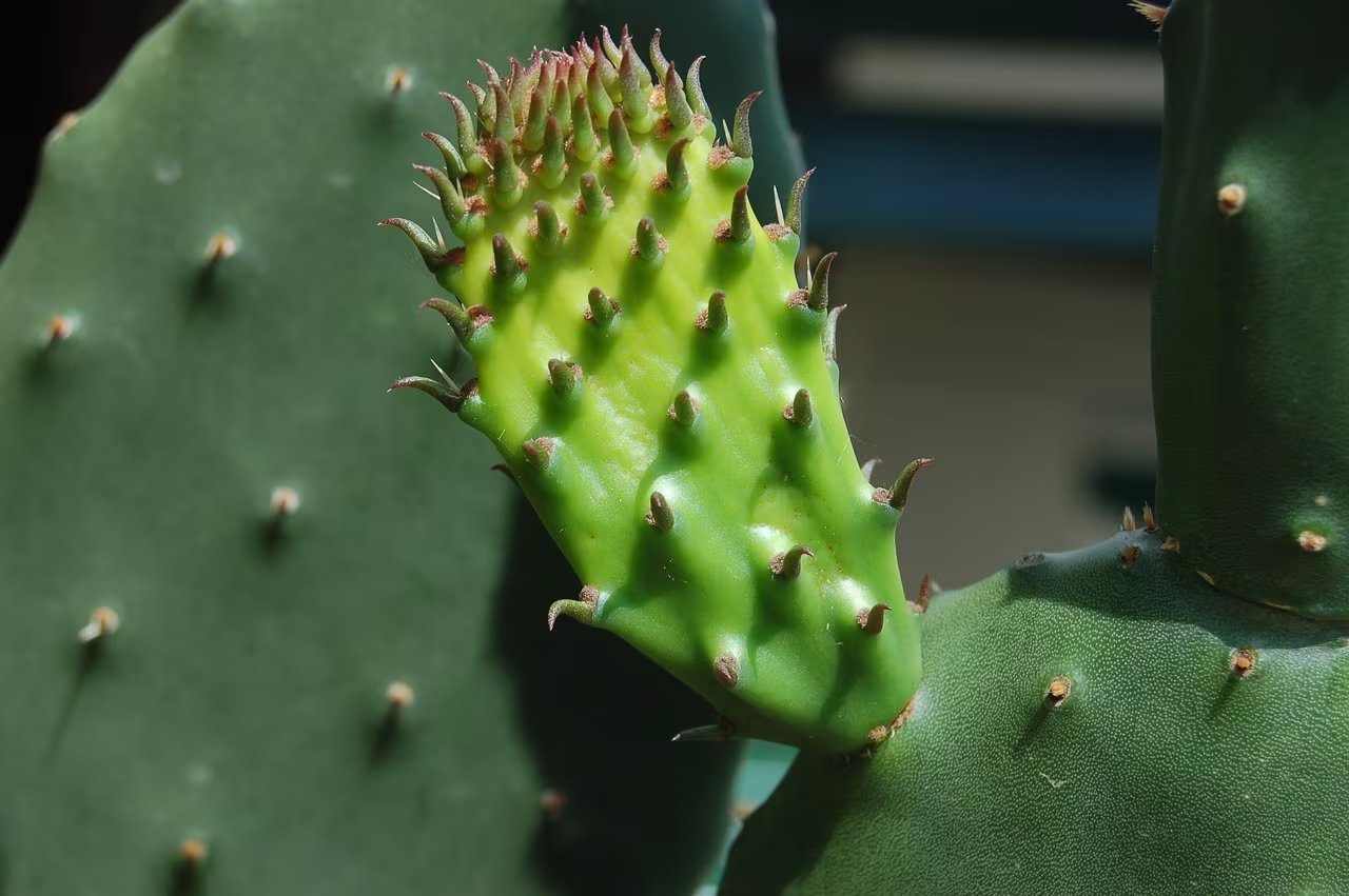 CactEcoDB, la base de datos ecológica líder, reúne información clave sobre 1.400 especies de cactus, promoviendo investigaciones comparativas y colaborativas
(Foto: UNAH ALDIA)