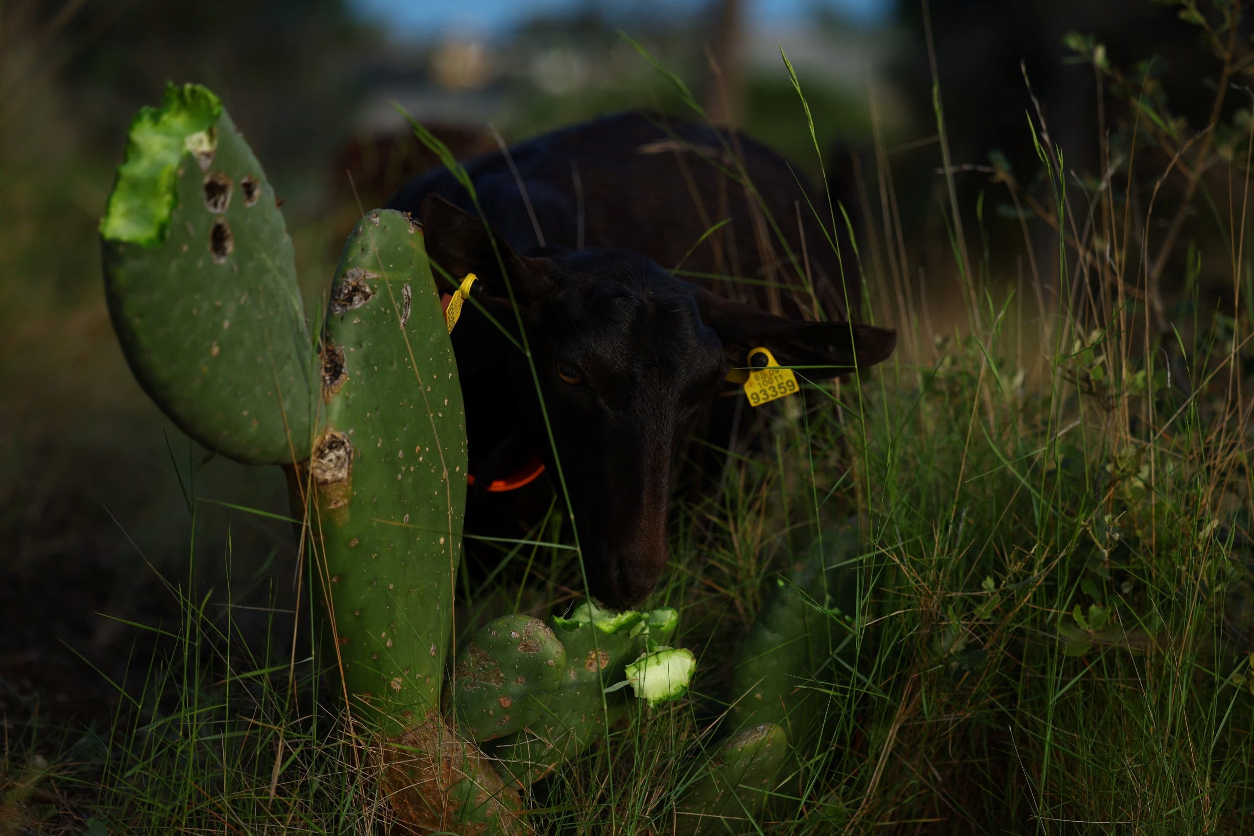 El estudio científico destaca la velocidad de cambio de los rasgos florales como principal motor evolutivo de los cactus, superando la hipótesis de especialización fija (REUTERS/ Albert Gea)