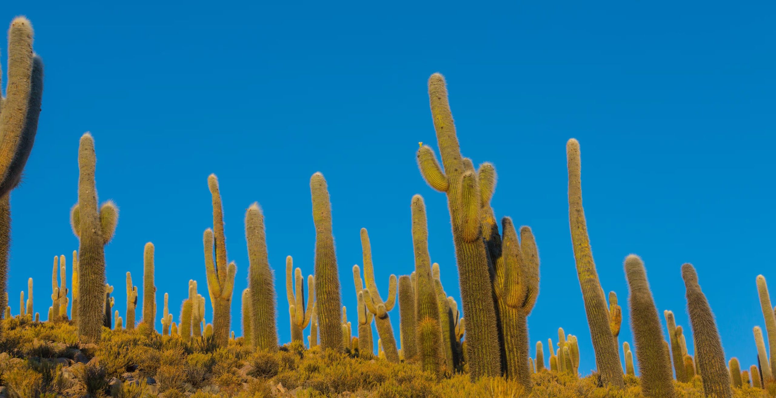 La conservación de los cactus y sus polinizadores depende de herramientas como CactEcoDB, clave para diseñar estrategias ante el cambio climático y la pérdida de hábitats (Crédito: dpa)