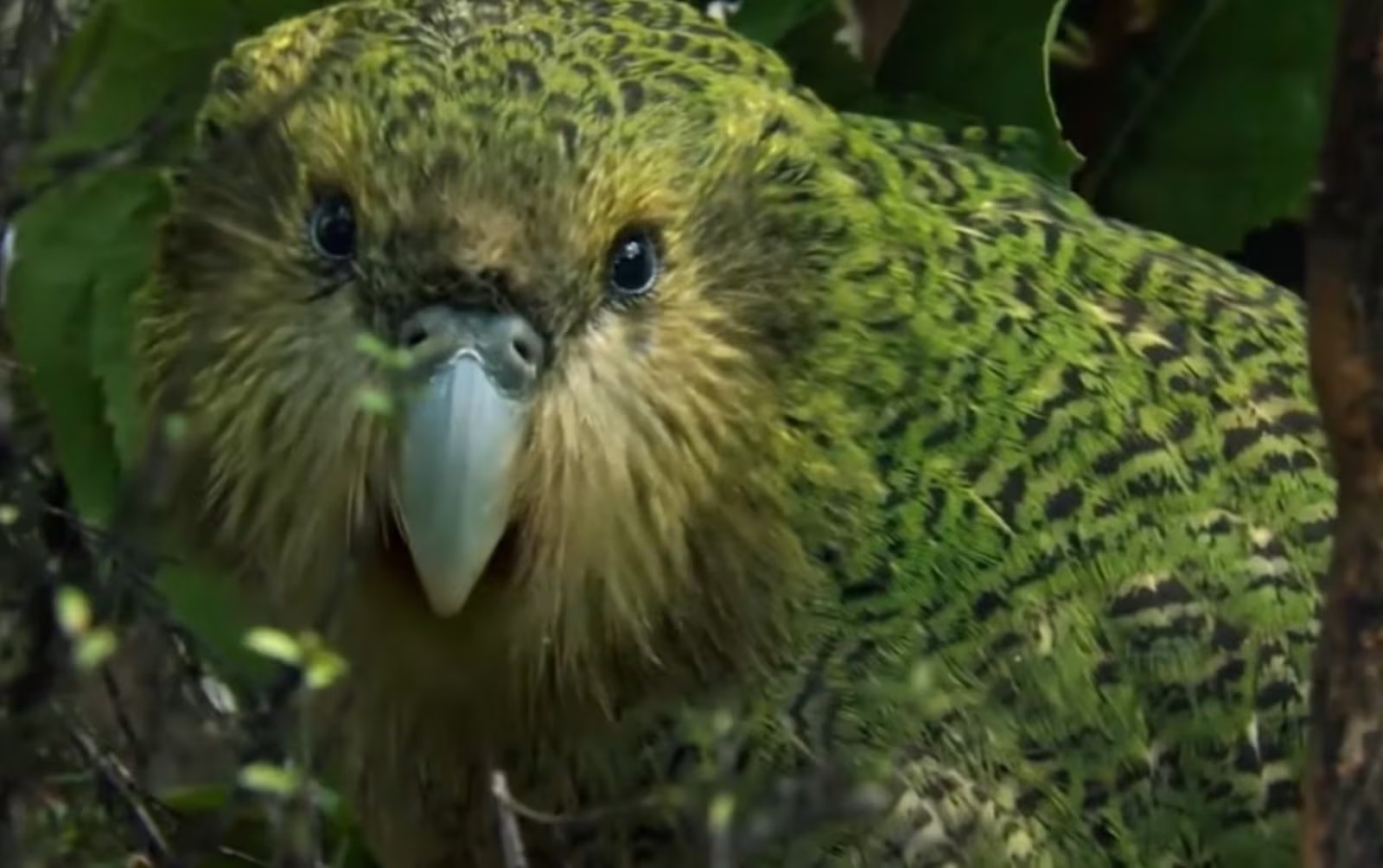 La comunidad virtual que sigue a Raikura en chats y foros destaca el impacto global y el apoyo internacional a la preservación del kakapo