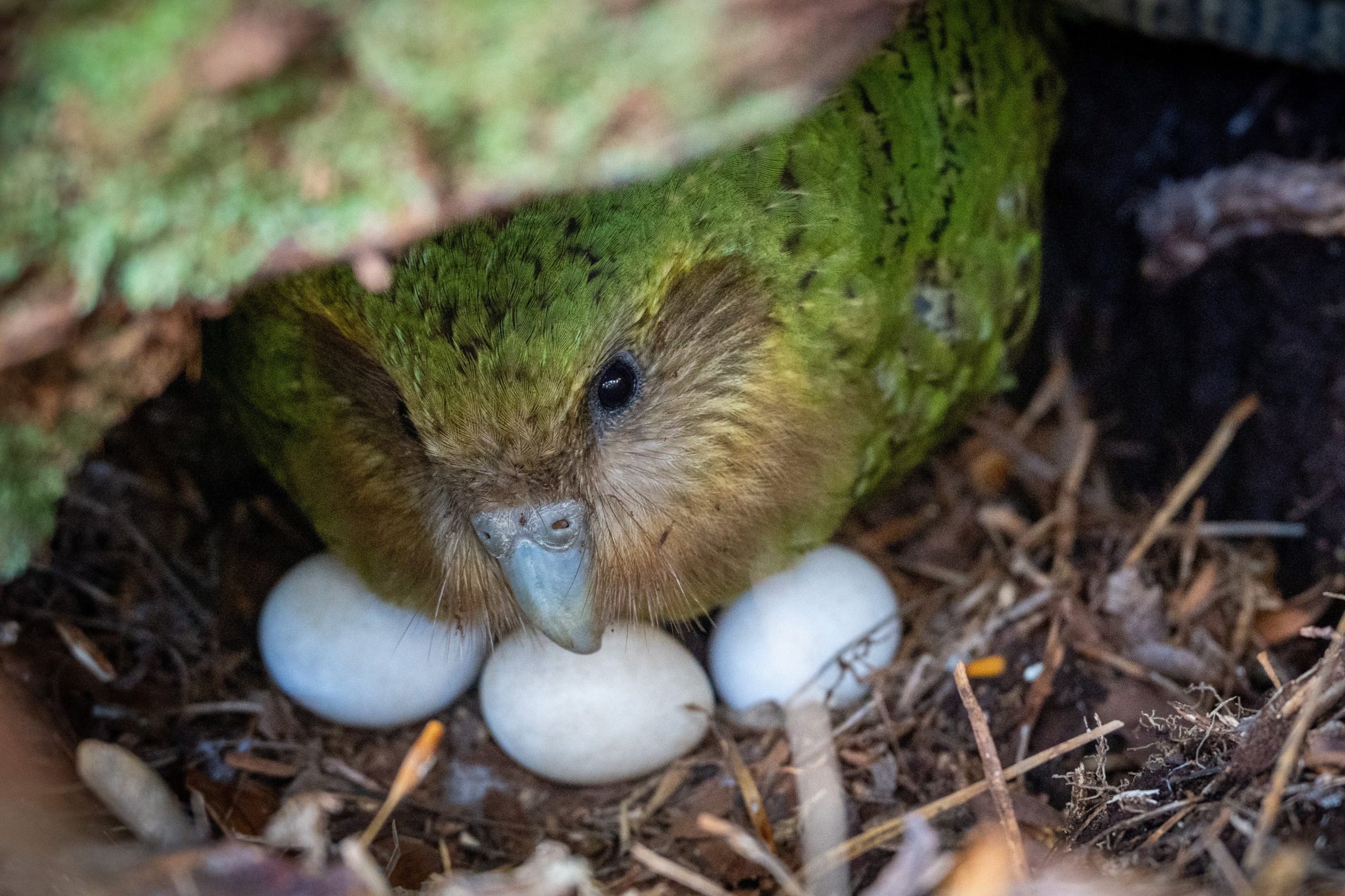 El seguimiento científico y mediático del kakapo refuerza la conciencia sobre la biodiversidad y el rol de la humanidad en la protección de especies únicas (Andrew Digby/Departamento de Conservación de Nueva Zelanda vía AP)