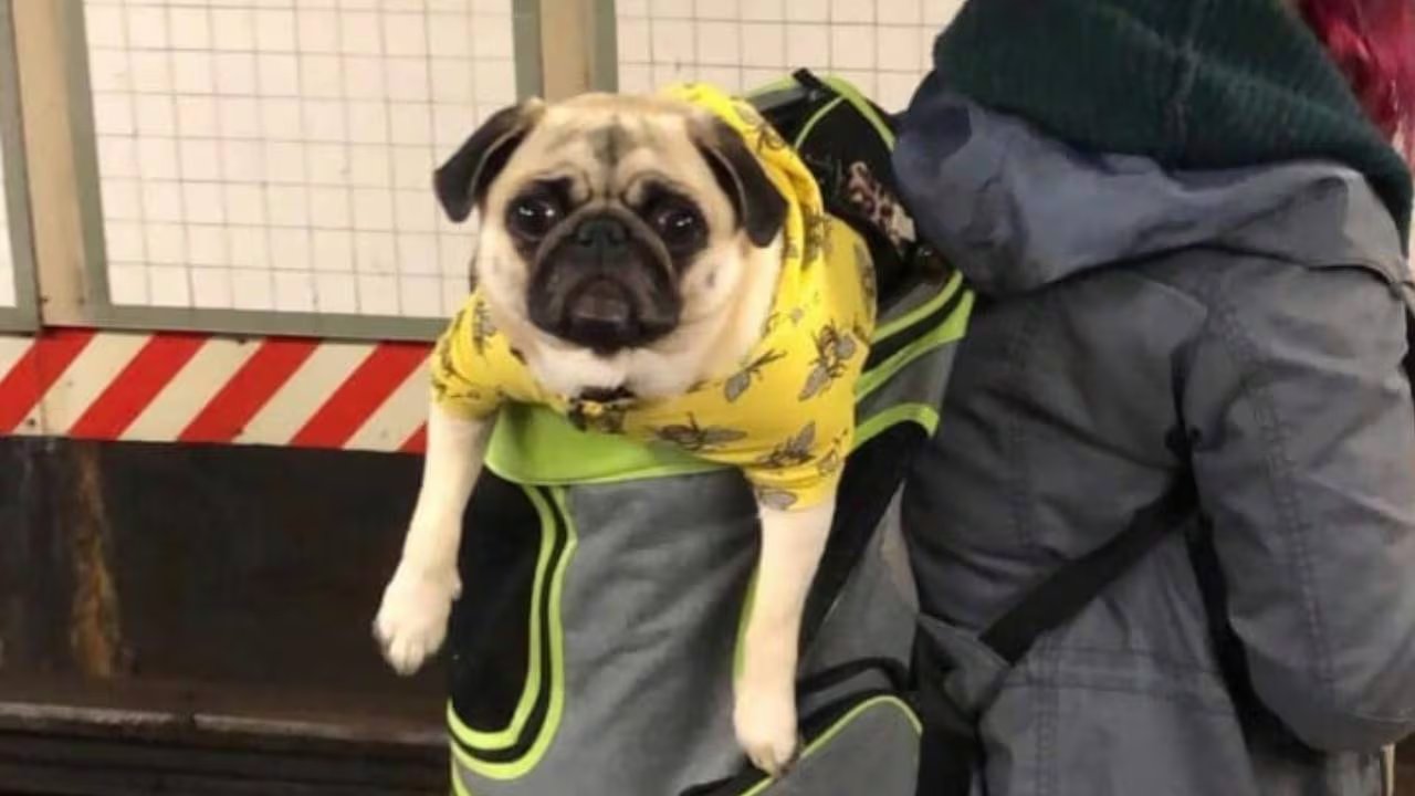 La convivencia entre mascotas y pasajeros se transformó a partir de la implementación de la nueva ley. Instagram/@bagdogs