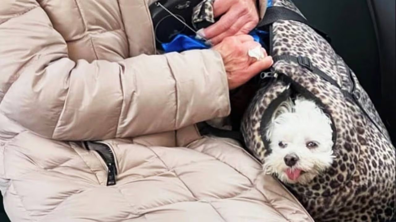 El cumplimiento de la norma depende de la fiscalización y criterio de los supervisores del metro. Instagram/@bagdogs