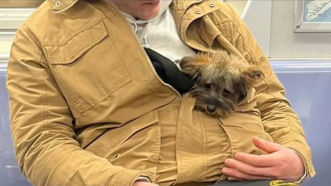 Muchos dueños planifican el viaje fuera del horario pico para minimizar el estrés de sus mascotas. Instagram/@bagdogs