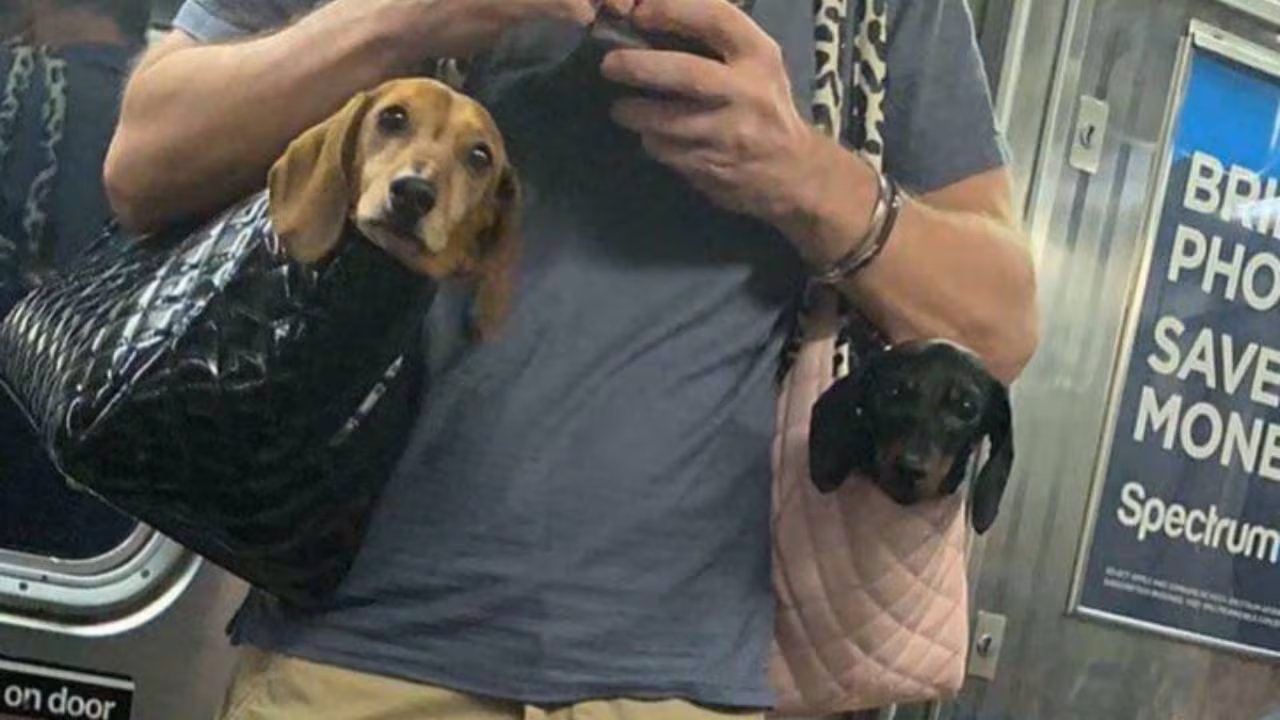 La norma de la MTA exige que cualquier perro viaje completamente encerrado en una bolsa o transportadora, salvo los perros de servicio, según la ley de Nueva York. (YouTube)