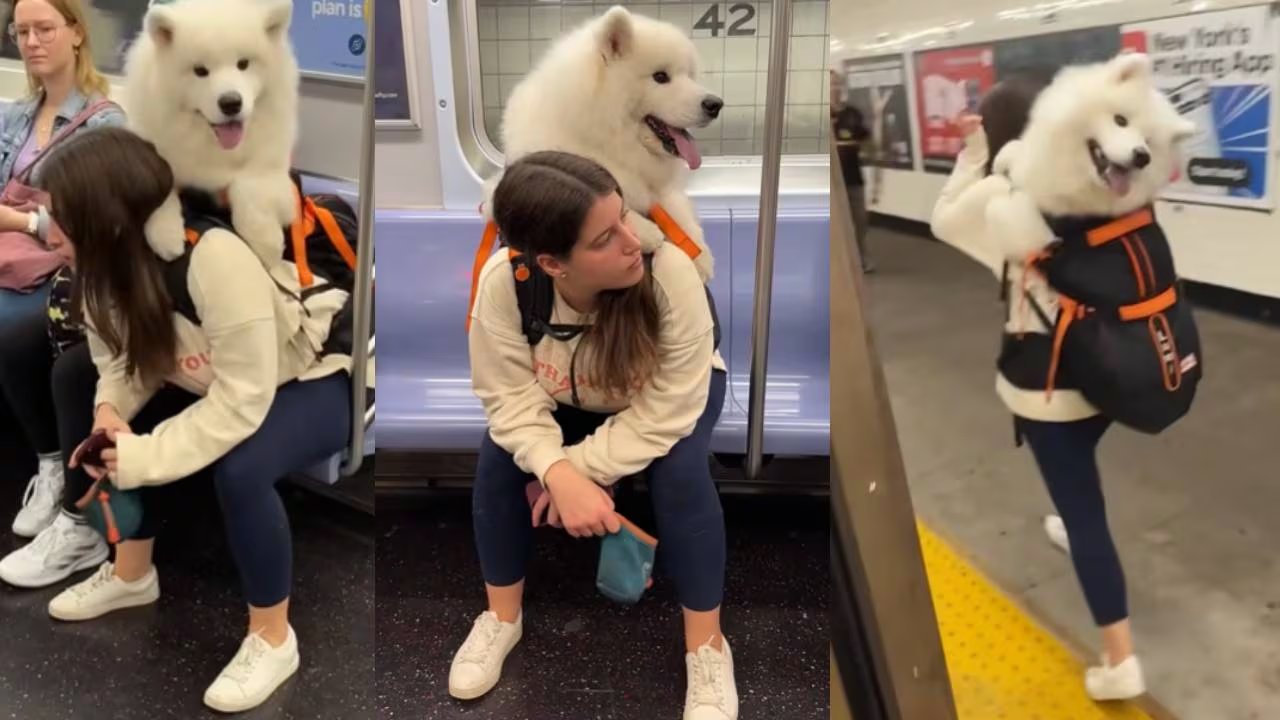 La creatividad de los neoyorquinos ha convertido las imágenes de perros grandes en bolsos en un fenómeno viral en redes sociales y prensa local. (YouTube)