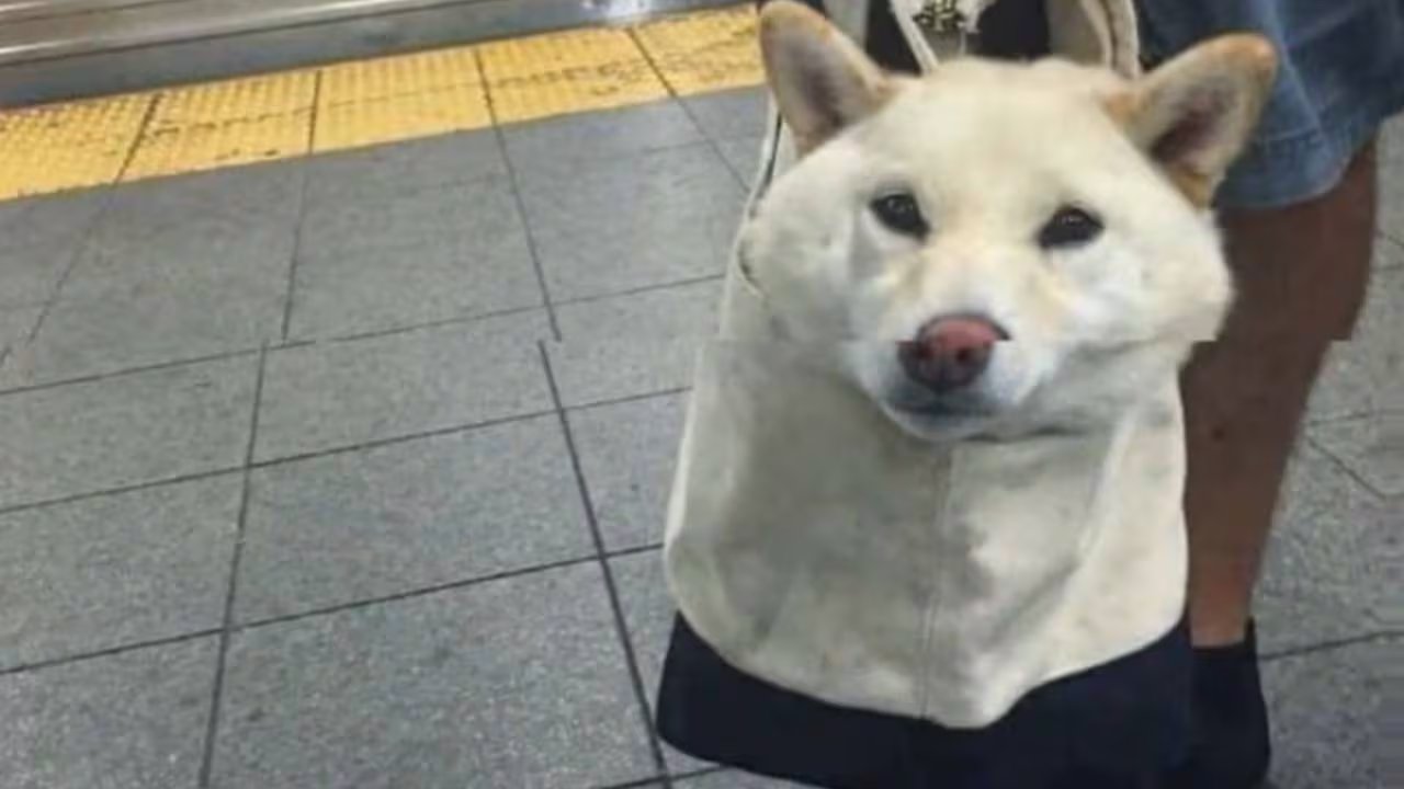 El metro de Nueva York transporta a tres millones de personas al día, lo que motivó la estricta regulación para evitar molestias y garantizar la seguridad de los pasajeros. (YouTube)