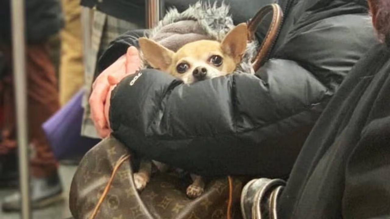 La regla exige que los animales permanezcan completamente contenidos durante todo el trayecto. Instagram/@bagdogs