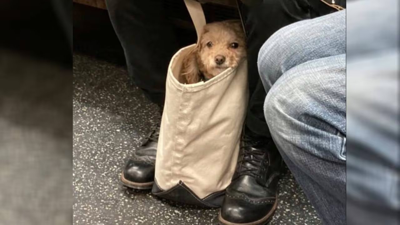 El fenómeno de los perros en el metro se volvió viral en redes sociales y medios locales. Instagram/@bagdogs