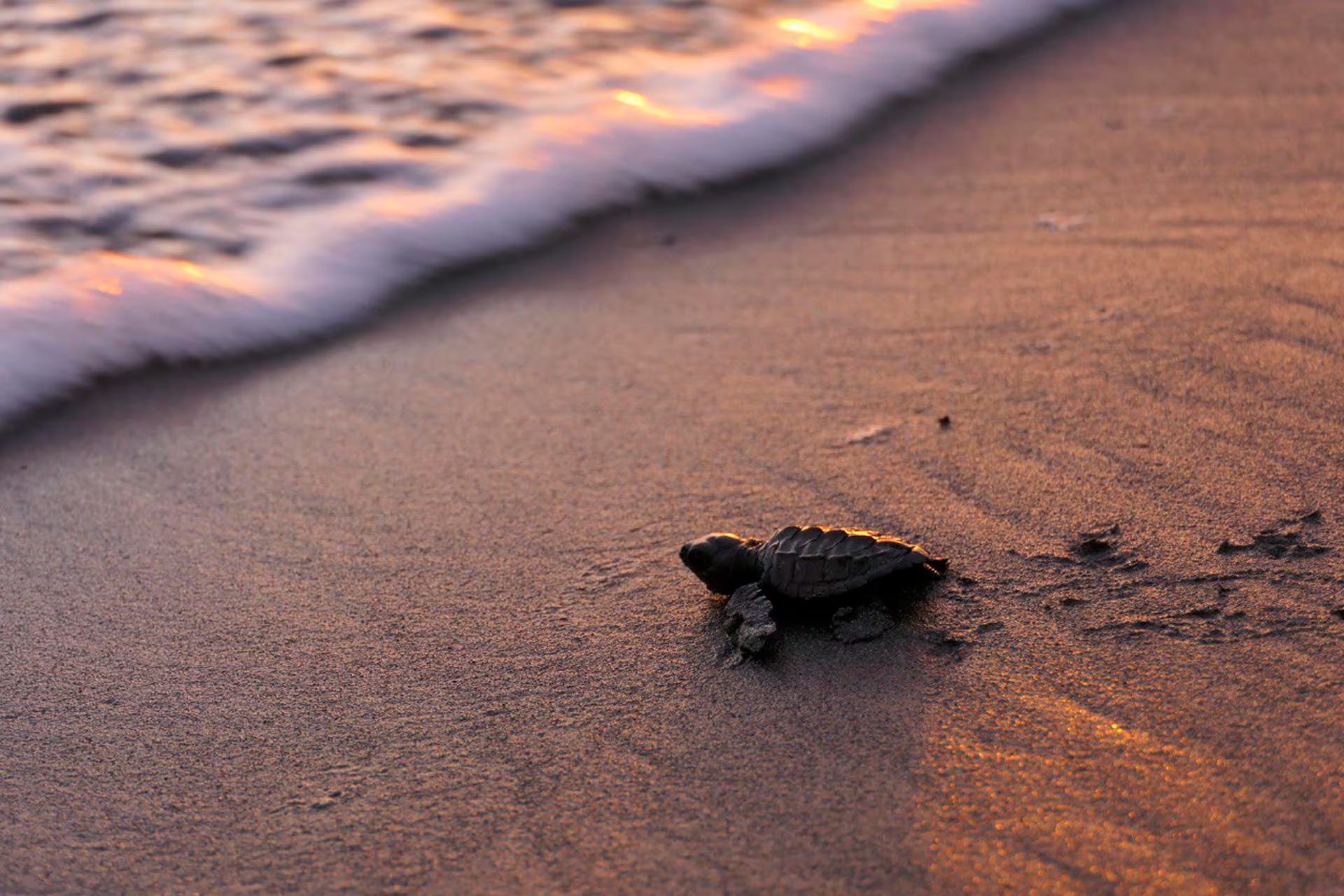 Las playas de Gabón sufren erosión costera intensificada por el cambio climático, lo que dificulta la anidación de las tortugas marinas (reservaplayatortuga.org)