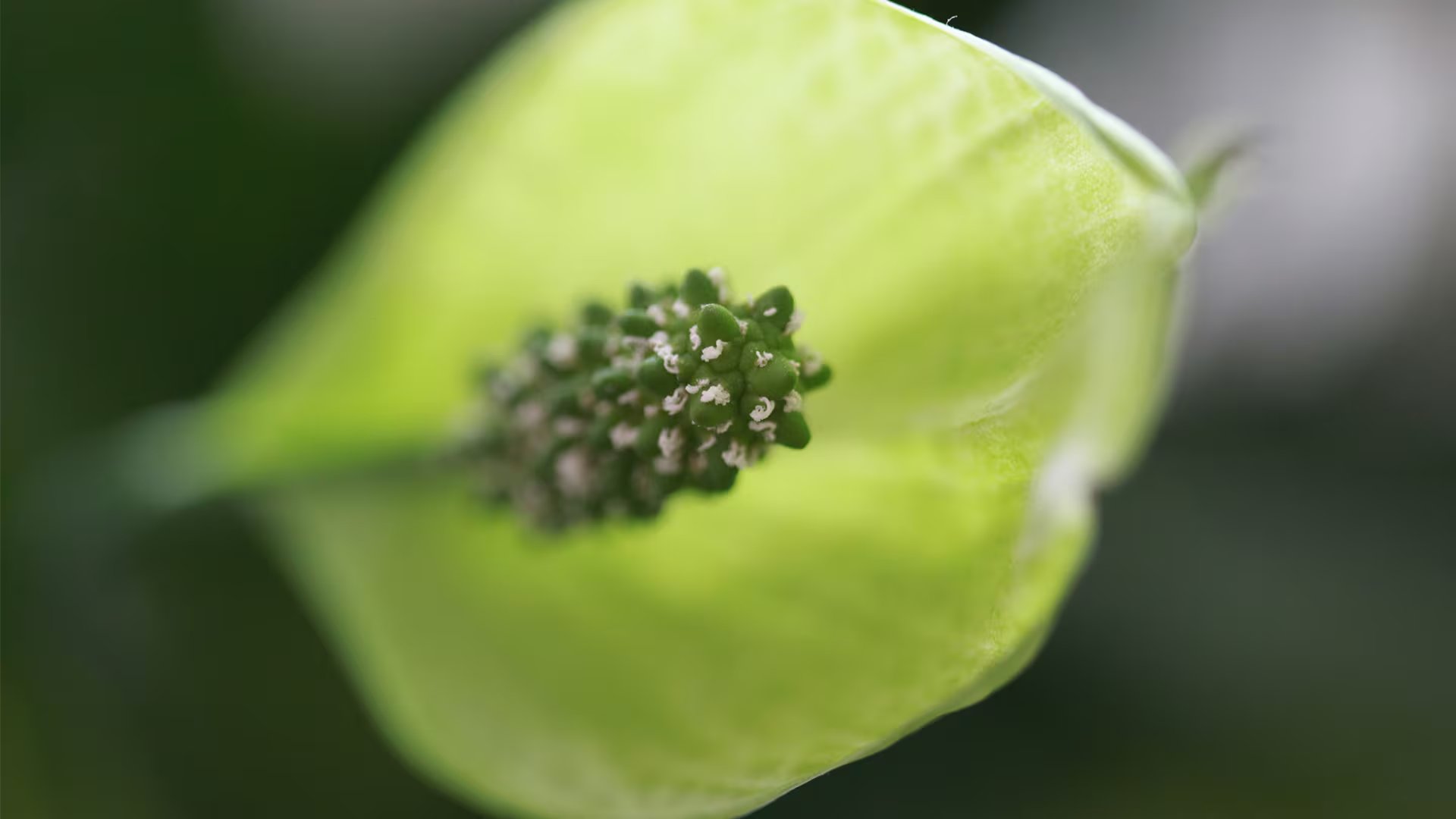 Un aval científico y múltiples beneficios: Cuna de Moisés
(WikiCommons/Lumdomchka)