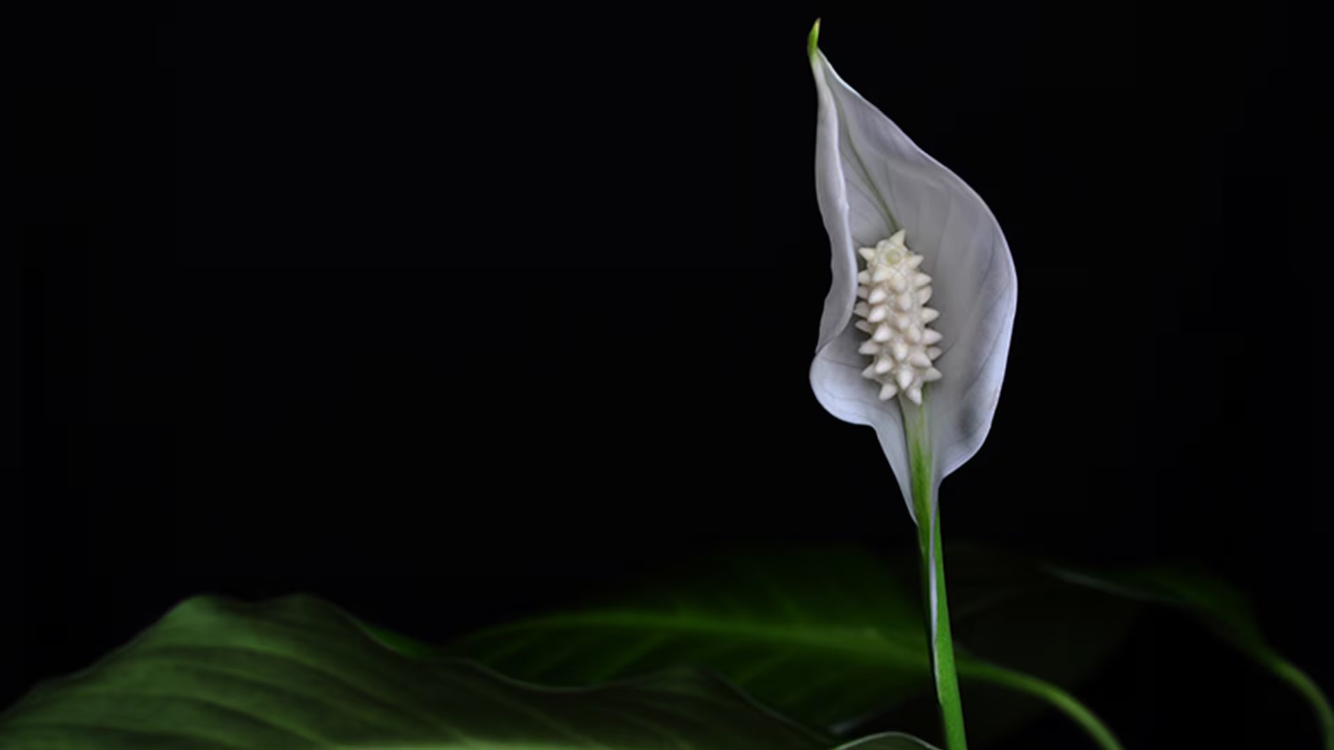 Purificación del aire: cómo actúa en interiores

(WikiCommons/David Santaolalla)