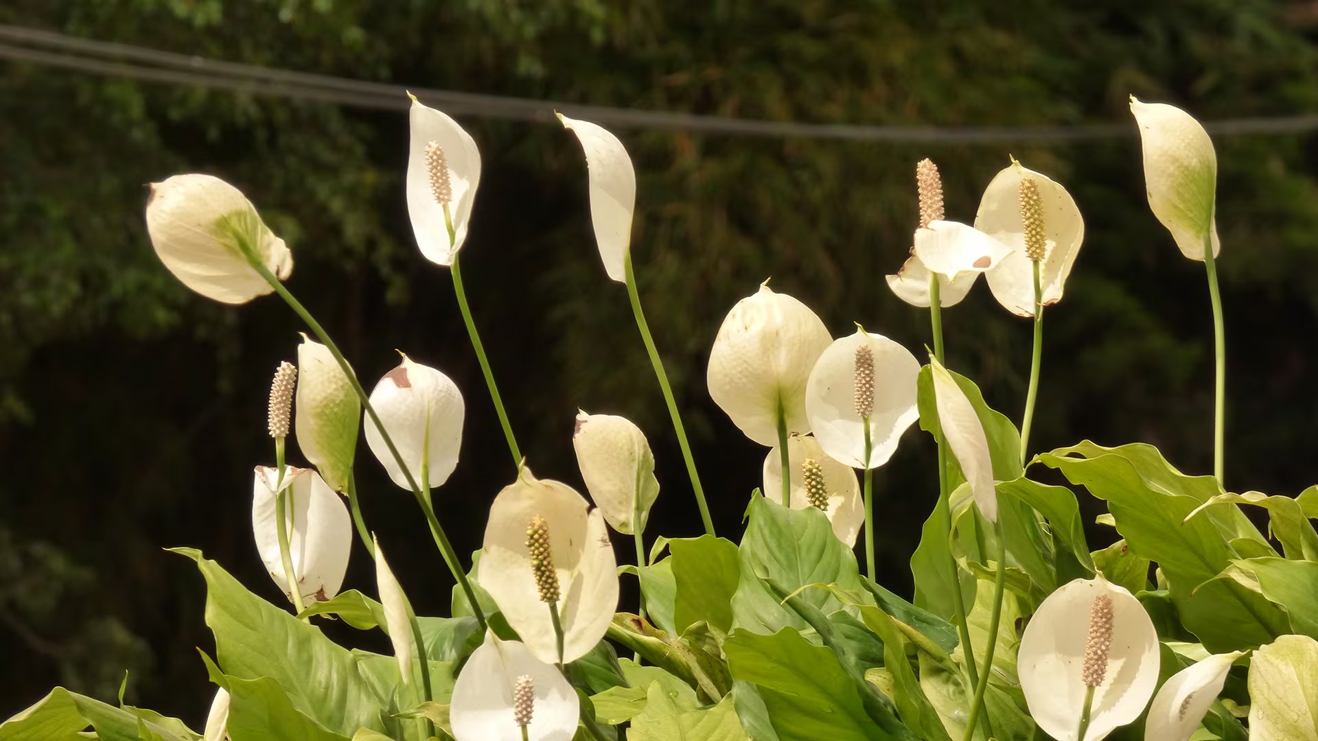 Esta planta destaca de otras debido a que la longevidad de sus flores es mayor.
Crédito:
Wikimedia/	Alejandro Bayer Tamayo