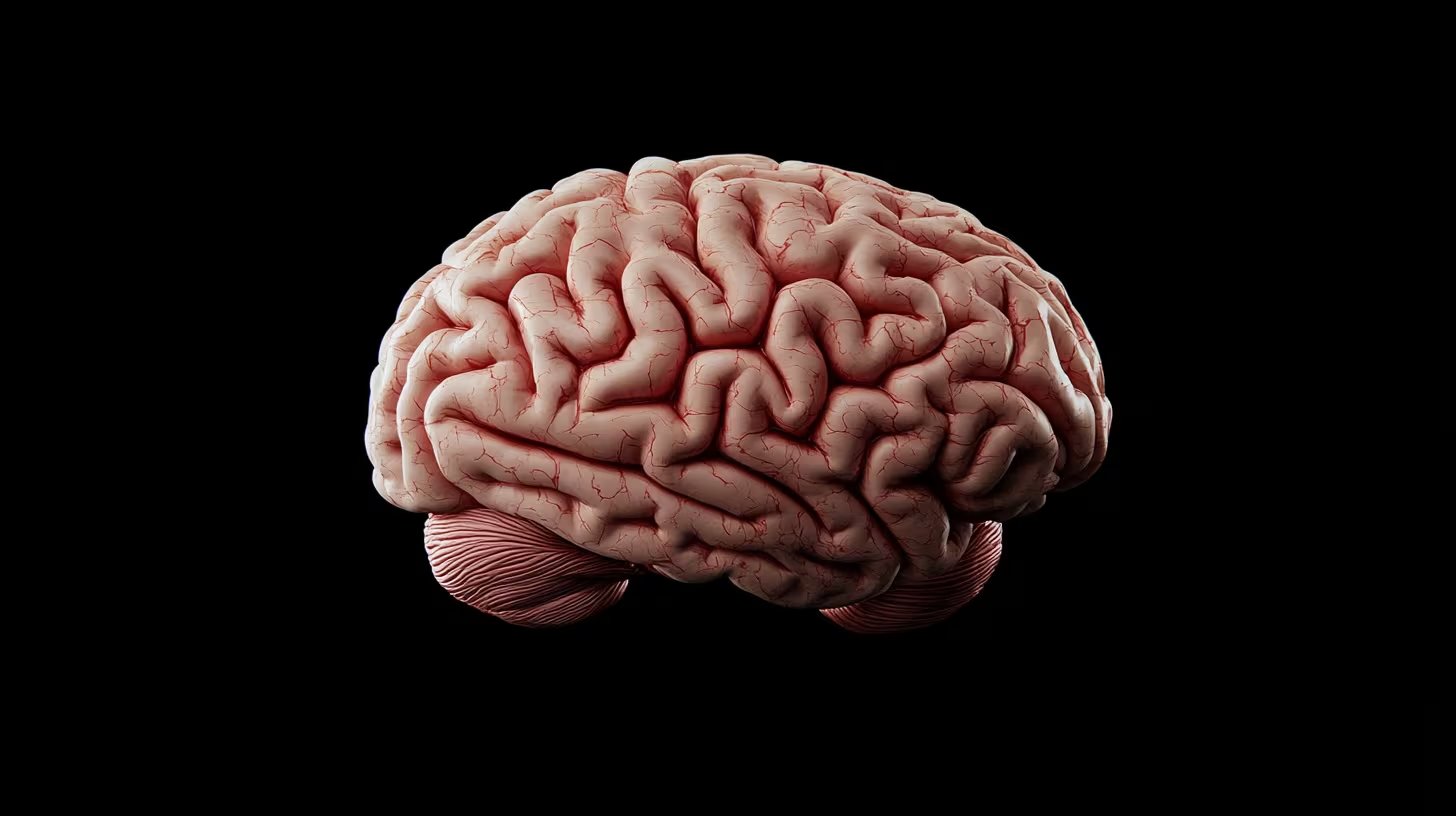 El cerebro humano funciona de manera óptima cuando logra un equilibrio preciso entre la excitación y la inhibición de las neuronas (Imagen Ilustrativa Infobae)