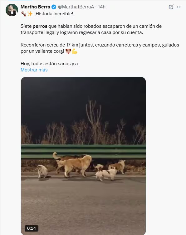 Siete perros robados en China lograron escapar de un camión de transporte ilegal. (Captura de pantalla: X)