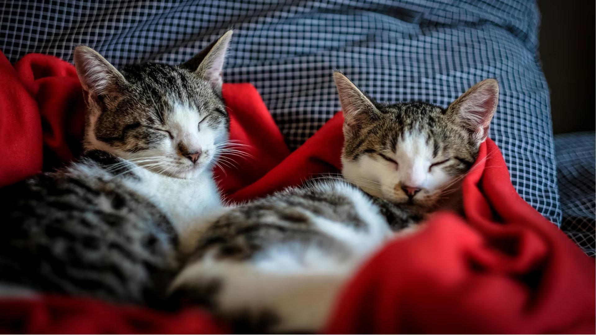Los gatos en casa reducen el estrés. (Foto: Royal Canin)