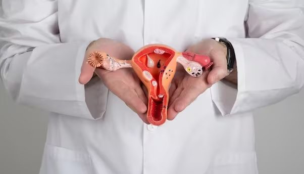 Entre los desafíos pendientes destacan el mantenimiento prolongado del órgano y la reproducción de las interacciones hormonales y celulares en ambientes artificiales (Imagen Ilustrativa Infobae)