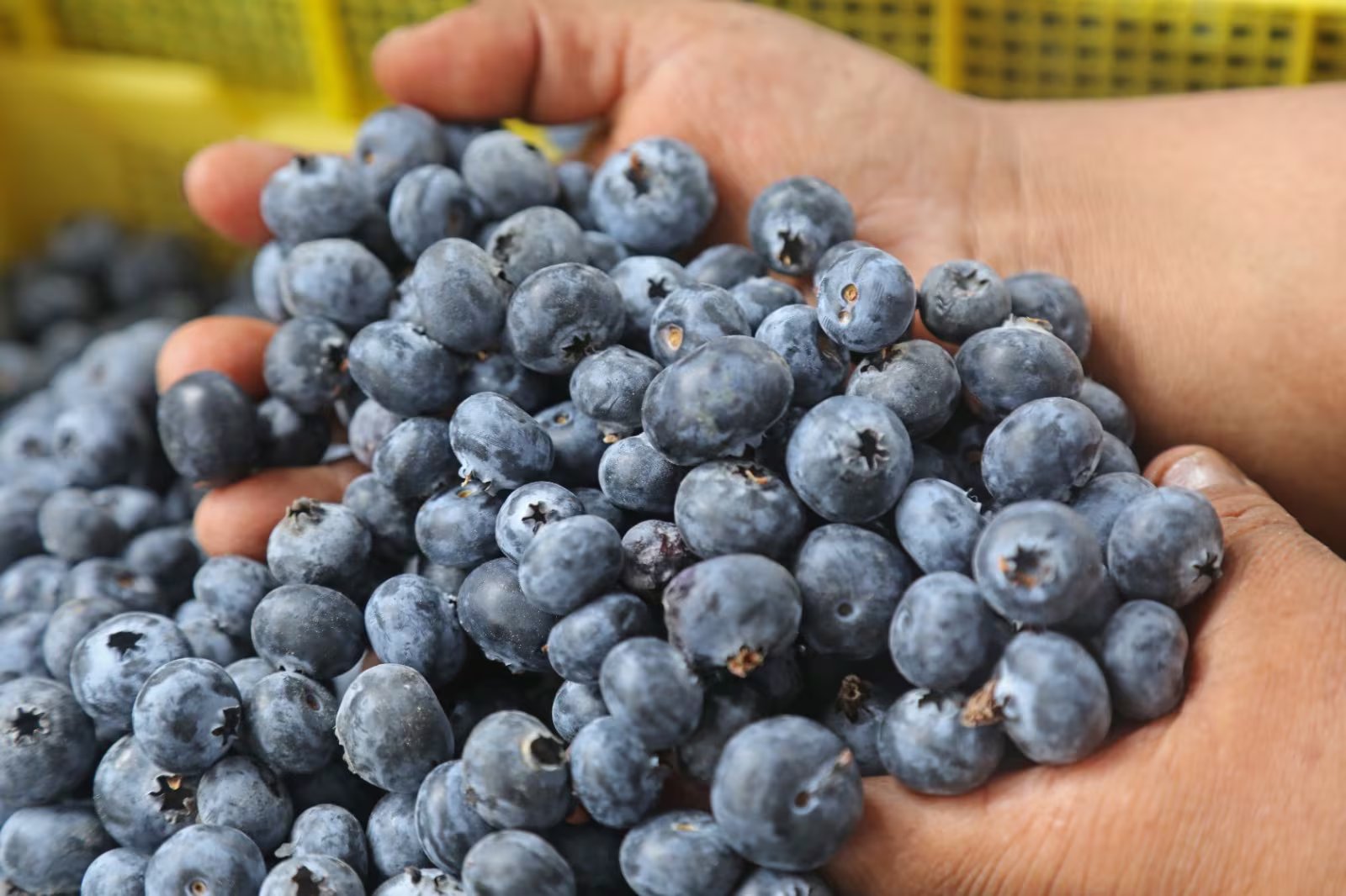 Los arándanos favorecen al sistema digestivo y a la memoria (Midagri)