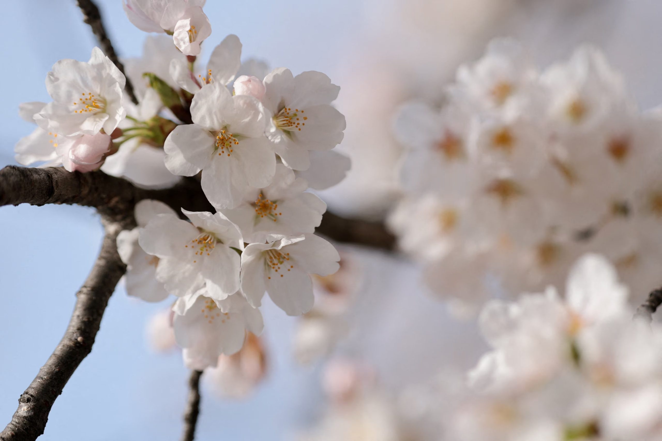 Miles de visitantes recorren el National Mall para presenciar el espectáculo natural que convierte a Washington en uno de los destinos más concurridos durante estas fechas (REUTERS/Jonathan Ernst)