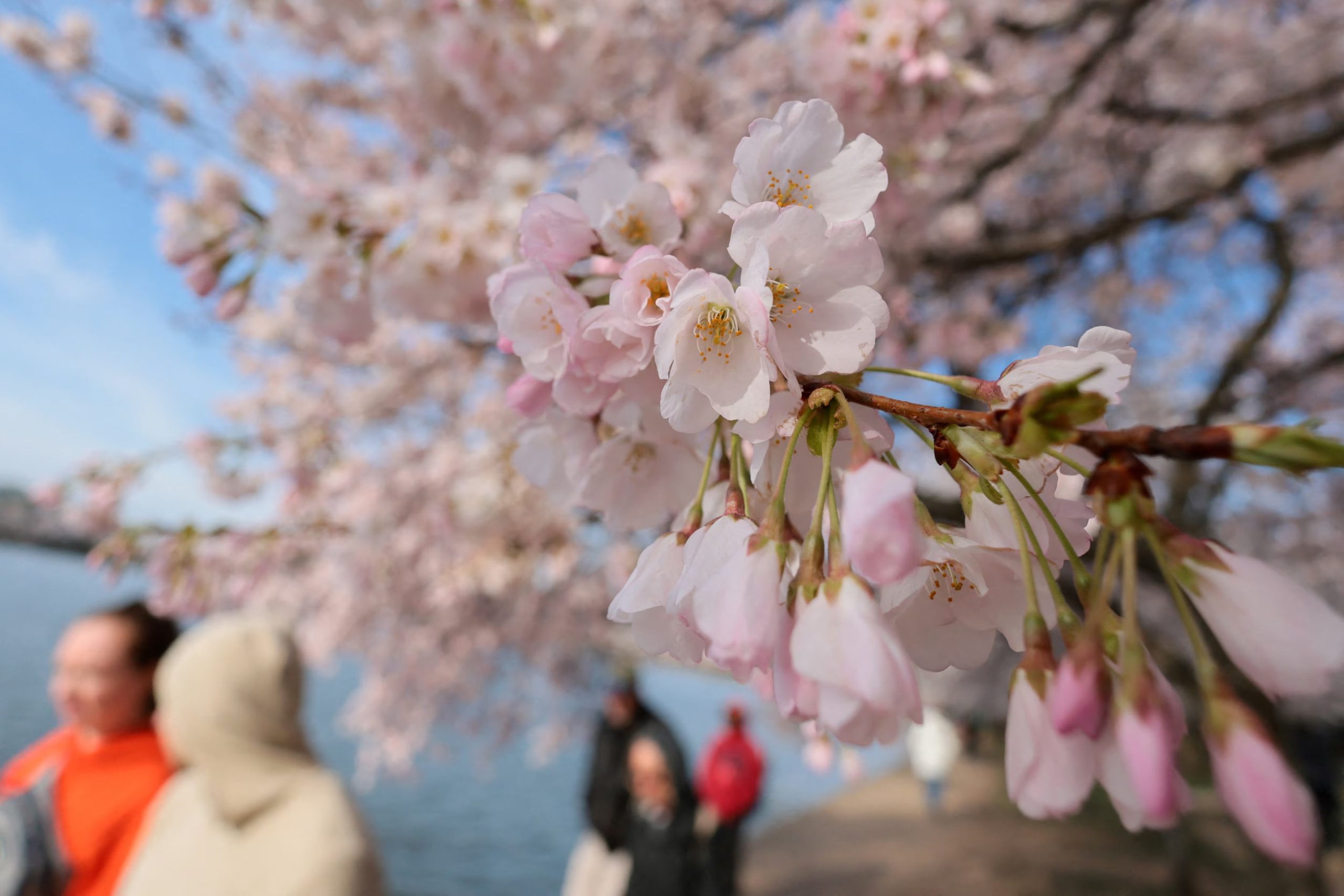 El breve ciclo de vida de las flores Yoshino añade un carácter efímero al evento, generando una expectativa que moviliza tanto a locales como a turistas (REUTERS/Jonathan Ernst)
