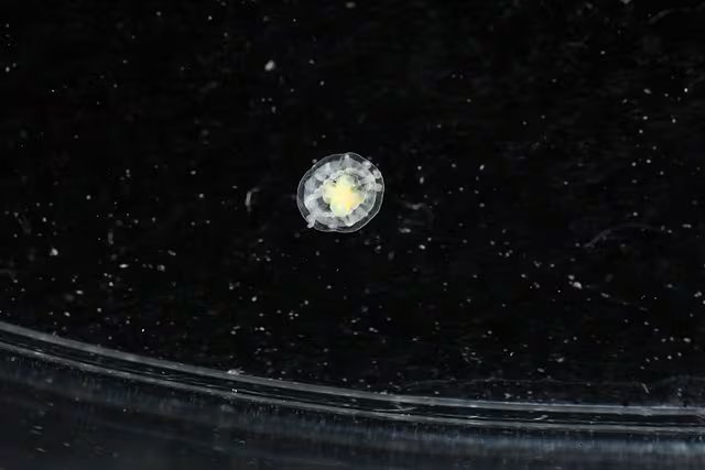 La medusa Turritopsis dohrnii, conocida como 