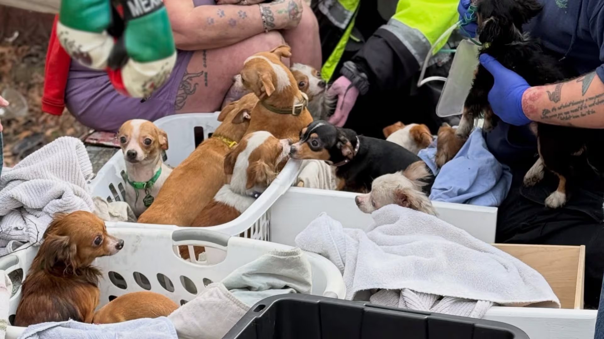 La ordenanza municipal de Lake Station limita a cinco el número de mascotas en lotes residenciales, salvo excepciones por tamaño del terreno (Facebook: Hobart Fire Department).