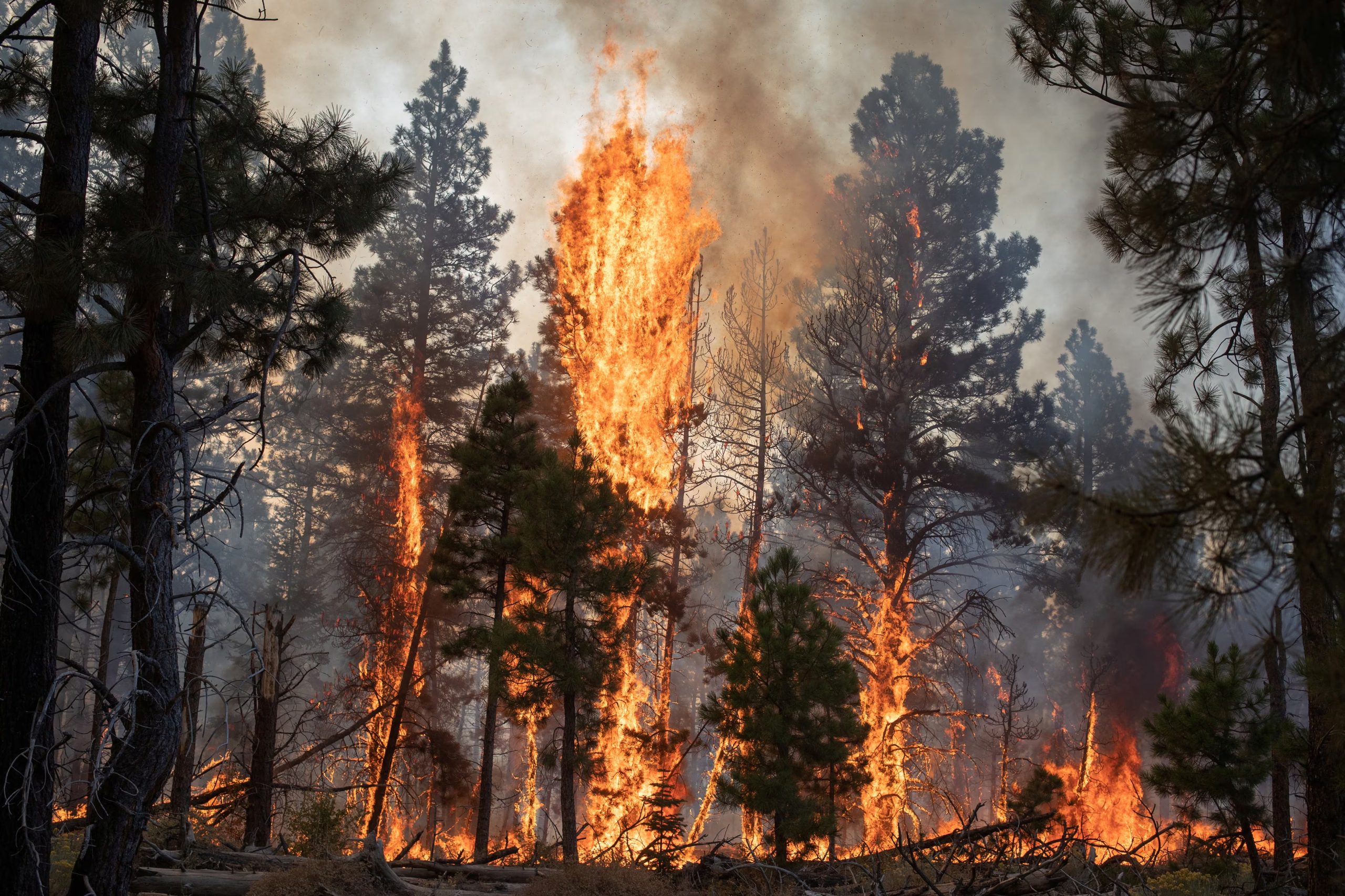 Texas, Georgia, Carolina del Norte, Nebraska y Minnesota se encuentran bajo advertencia Red Flag Warning ante condiciones que favorecen la propagación rápida de incendios forestales. (ARCHIVO/REUTERS/Adrees Latif)