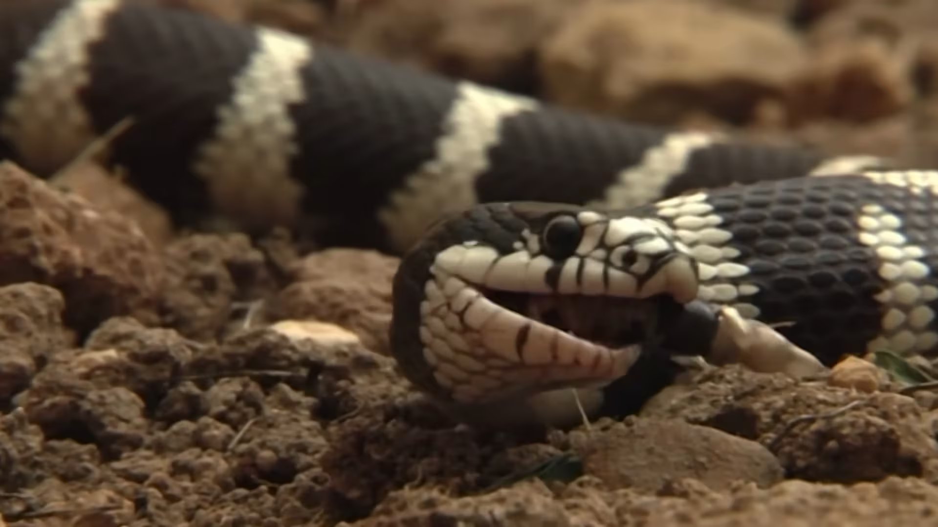 Veneno de serpiente. (@LEY DEL MÁS FUERTE/Captura de pantalla)