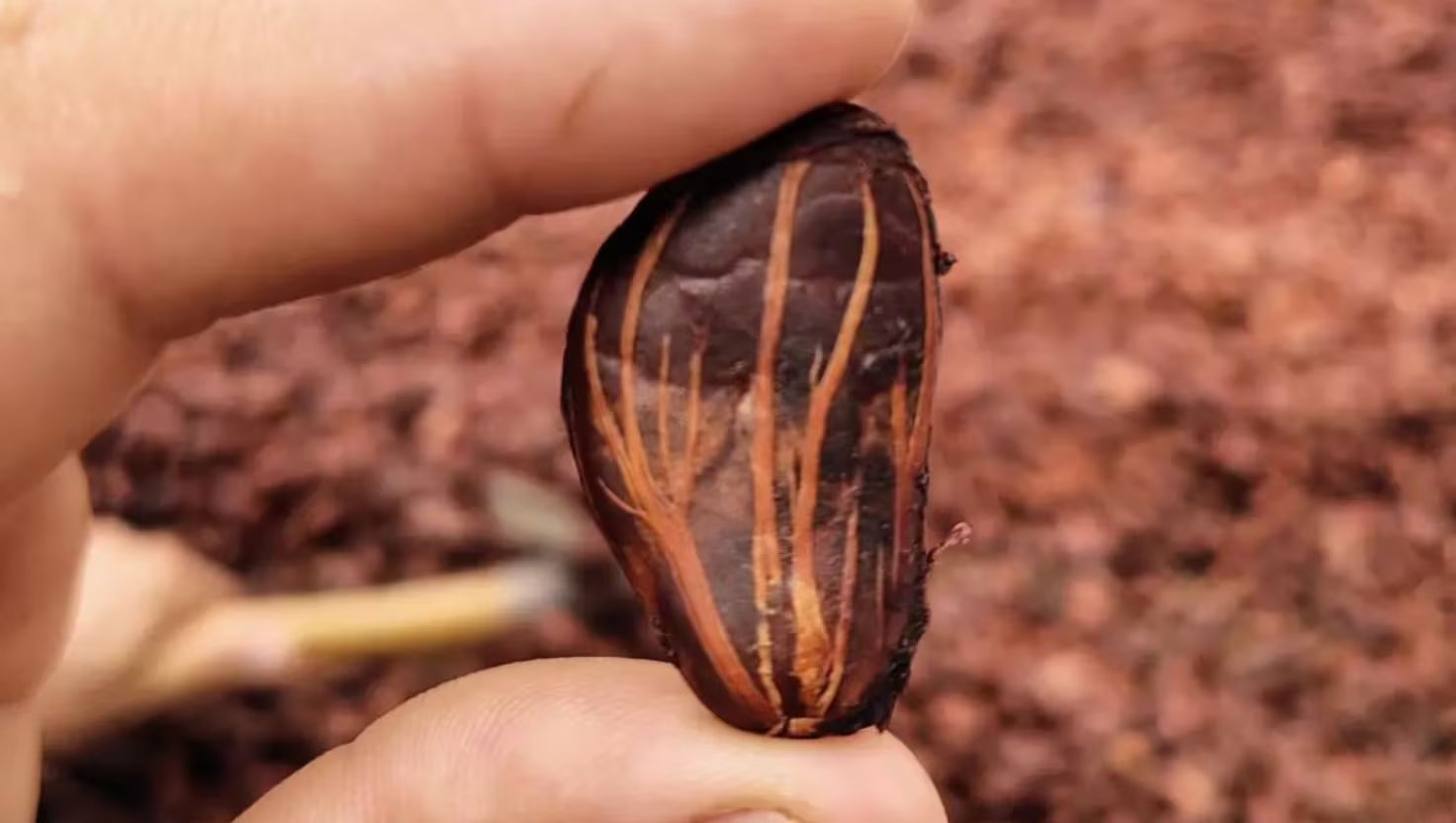 Las micro, pequeñas y medianas empresas exportadoras lideradas por mujeres representan el 14,6% del total de ventas internacionales del sector Mipyme peruano.

