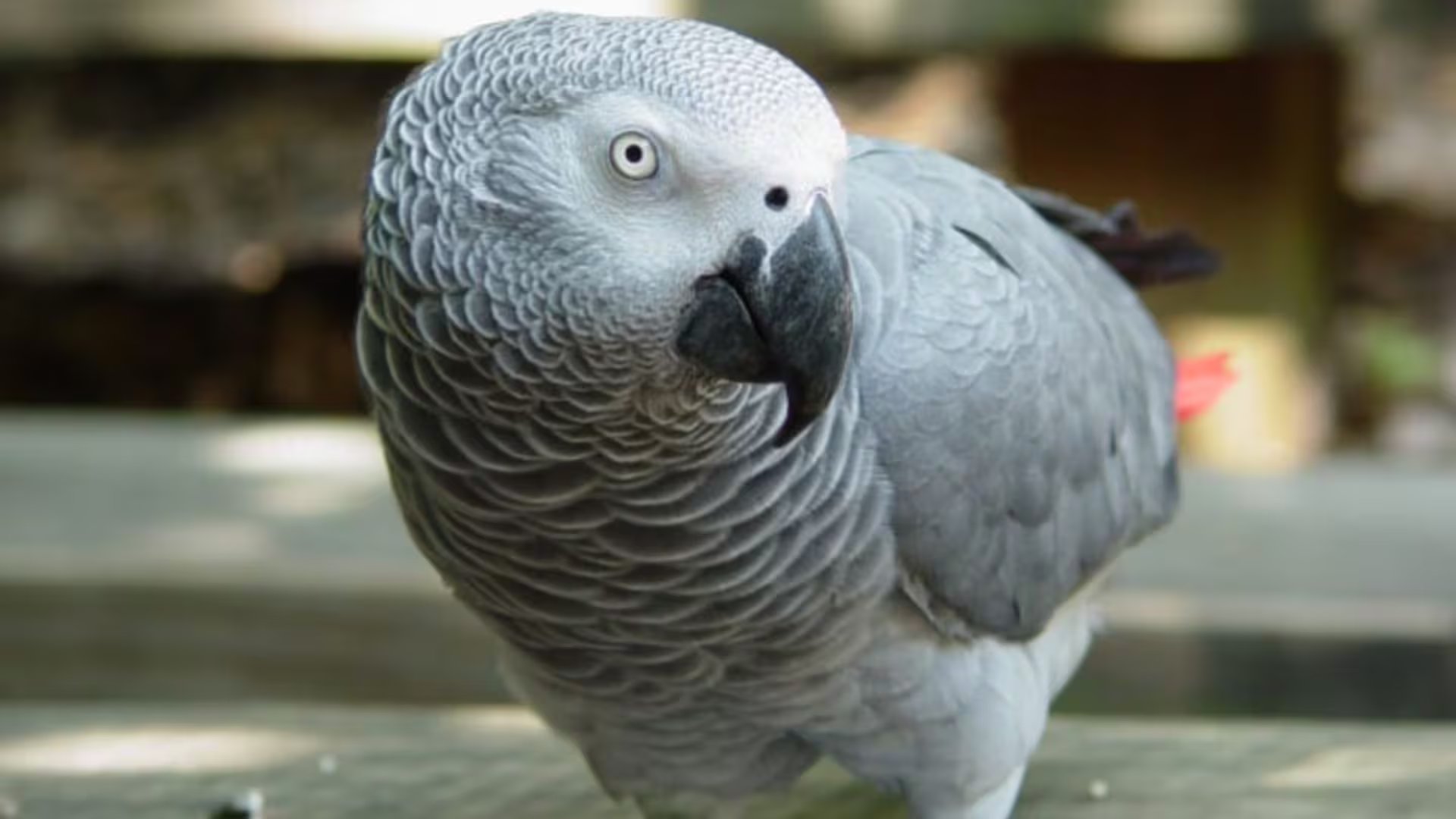 Einstein logró incorporar alrededor de 200 palabras y se convirtió en uno de los animales más famosos del zoológico (Zoo Konxville)