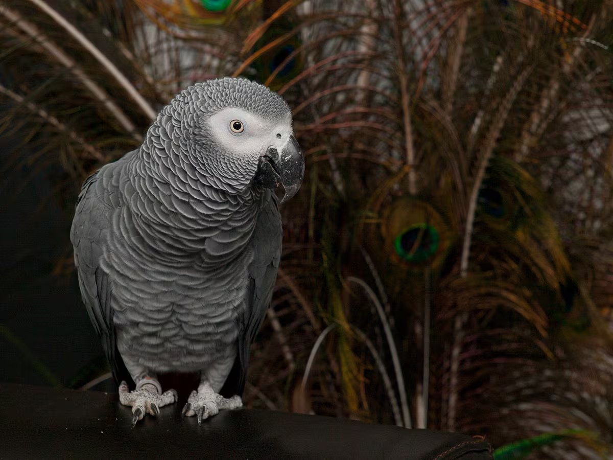 Un loro gris africano, especie que puede incorporar 100 palabras habitualmente (WikiCommons)