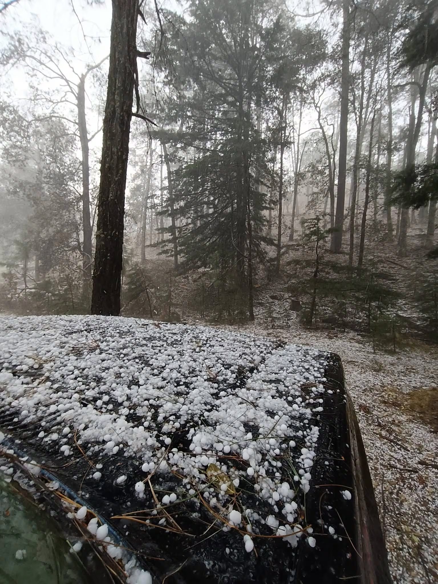 Foto: Facebook/PantanalMx