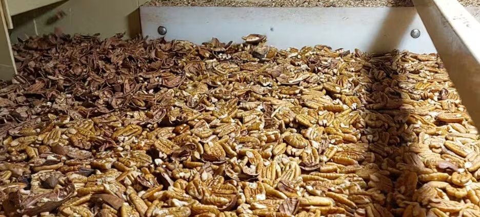 Propiedades nutricionales y composición de la nuez pecana
(inta)