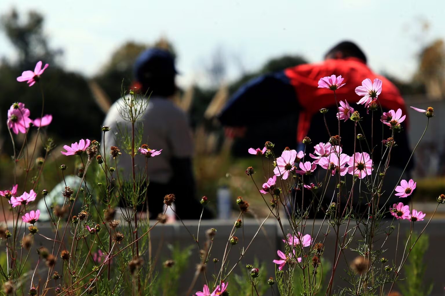 La contaminación atmosférica en ciudades como la Ciudad de México agrava las alergias al reaccionar con el polen y formar compuestos más irritantes. | (CRÉDITO: Universidad Autonóma Metropolitana)