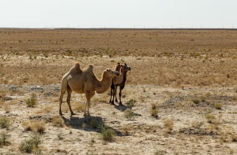 Tanto los Camelus dromedarius como los Camelus bactrianus poseen un sistema ocular multicapa, con pestañas largas y membranas especiales que refuerzan la protección ante tormentas de arena (Crédito: Freepik)