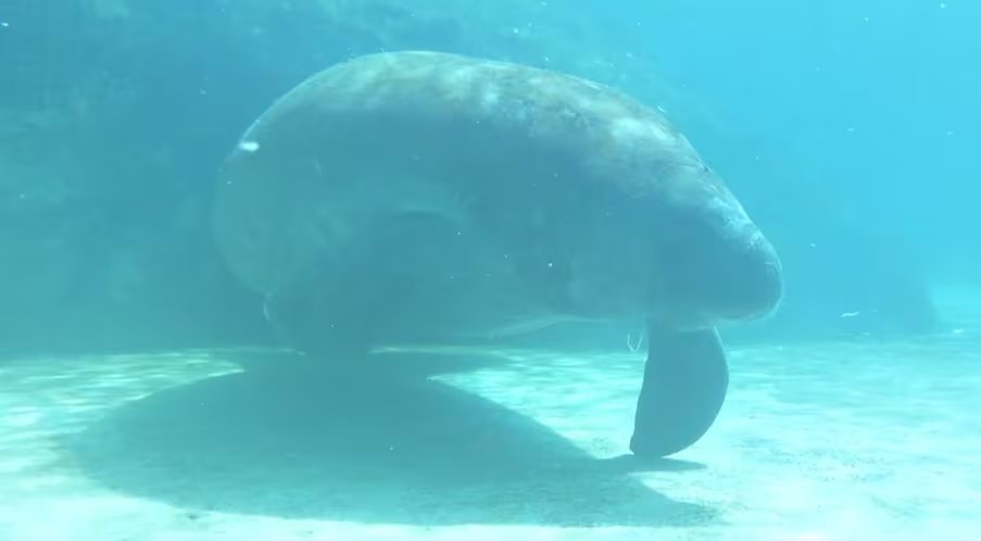 La validación del récord pone en el centro del debate la esperanza de vida de los manatíes en cautiverio frente al hábitat natural (YouTube: WMBB News 13)