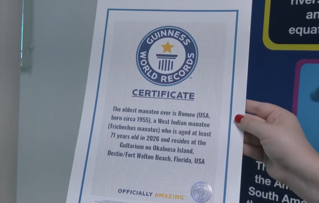 El manatí más longevo del mundo obtiene récord Guinness, destacando la importancia de la conservación de especies marinas amenazadas (YouTube: WMBB News 13)