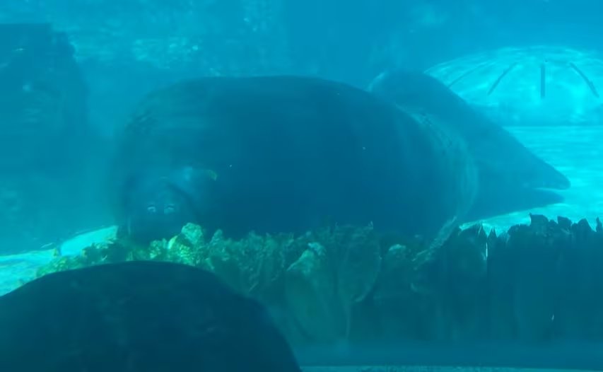 Su longevidad resultó de una alimentación específica, seguimiento sanitario y adaptación a ambientes controlados durante décadas (YouTube: WMBB News 13)