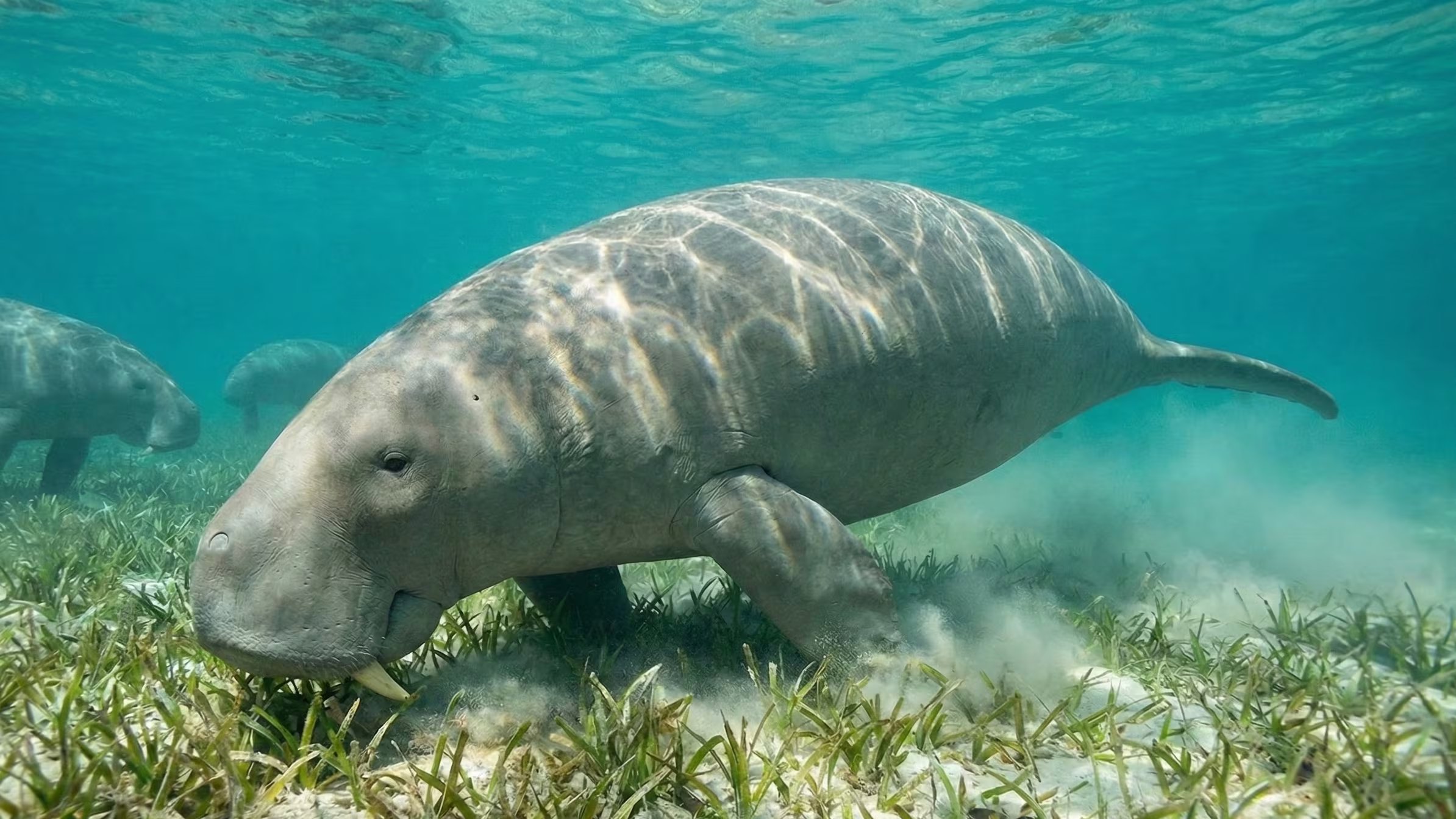 La historia del manatí propició campañas educativas y materiales pedagógicos sobre el ciclo de vida y preservación de especies en peligro (Imagen Ilustrativa Infobae)