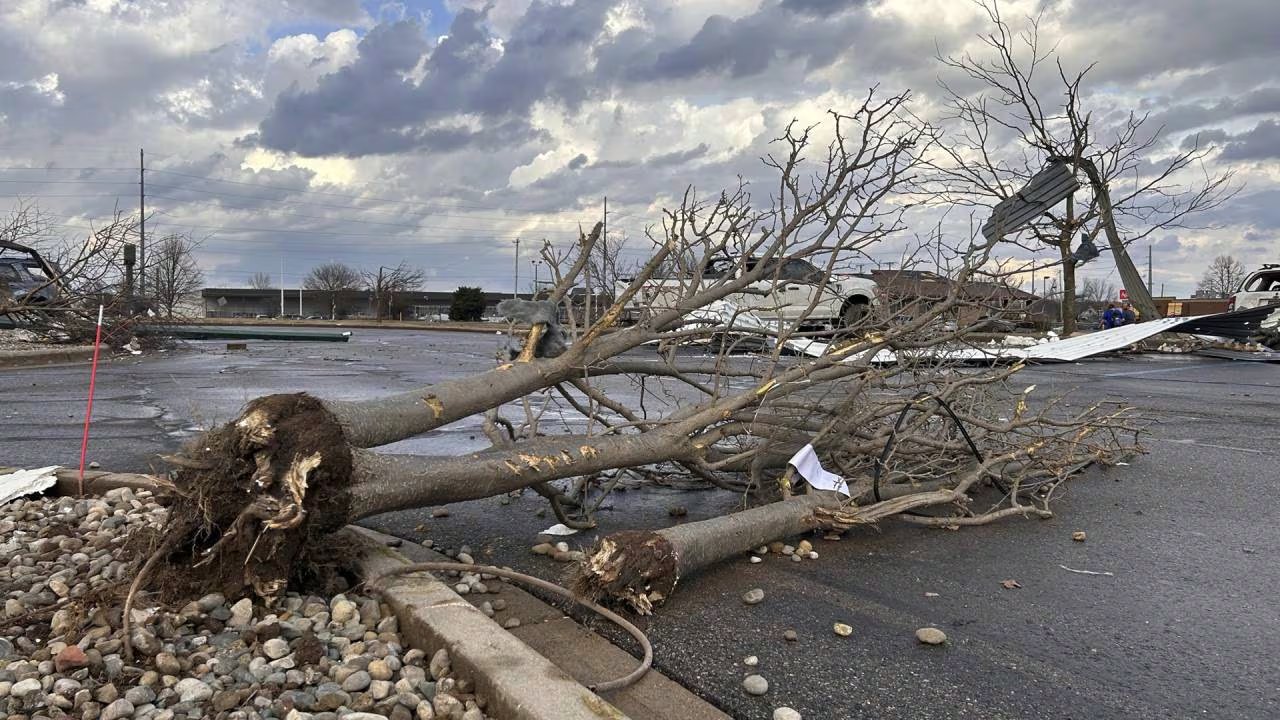 Un enorme árbol con sus raíces expuestas yace caído en un estacionamiento, rodeado de escombros, tras el paso de la fuerte tormenta.